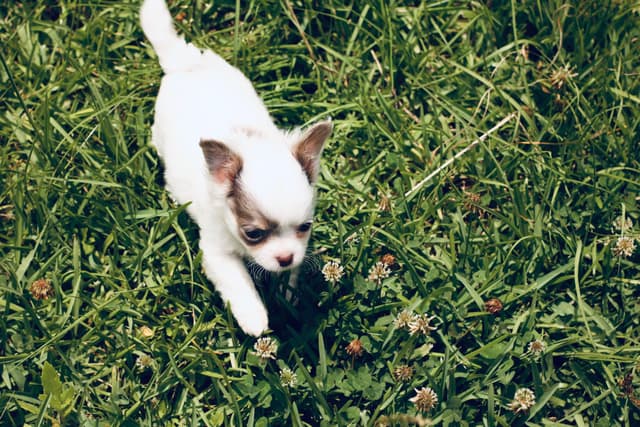 One puppy left! Long coat, male black spotted on white media 15
