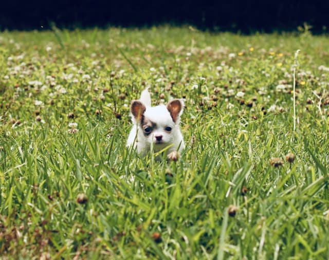 One puppy left! Long coat, male black spotted on white media 16