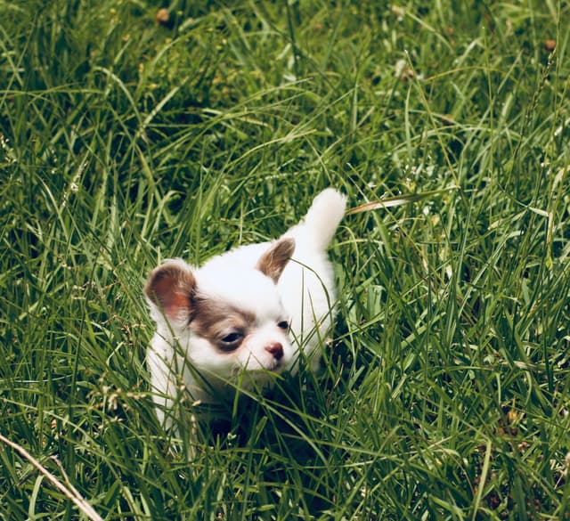 One puppy left! Long coat, male black spotted on white media 18