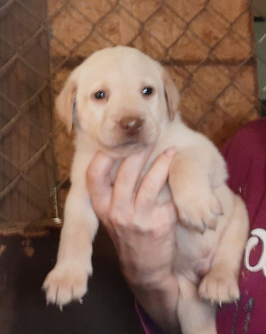 Golden Retriever Puppies breeder image 2