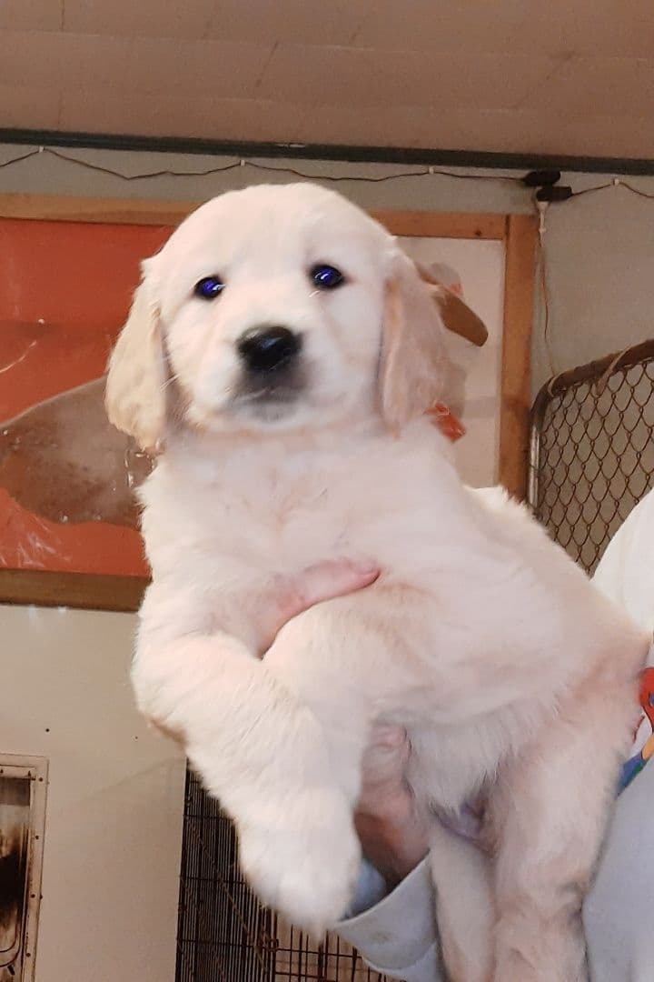 Golden Retriever Puppies breeder image 5