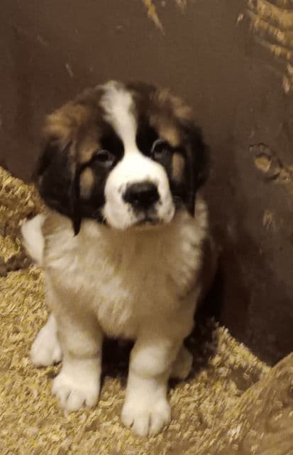 Golden Retriever Puppies breeder image 6