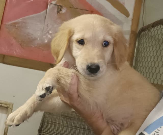 Golden Retriever Puppies- price reduced media 2