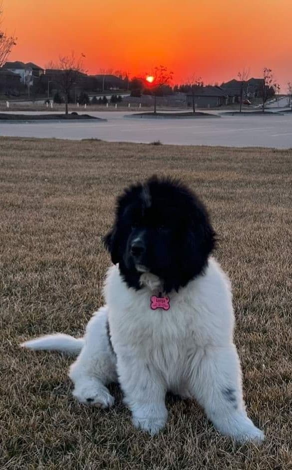 Newfoundland Puppies breeder image 1