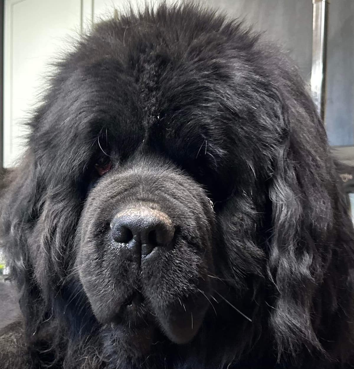 Newfoundland Puppies breeder image 3