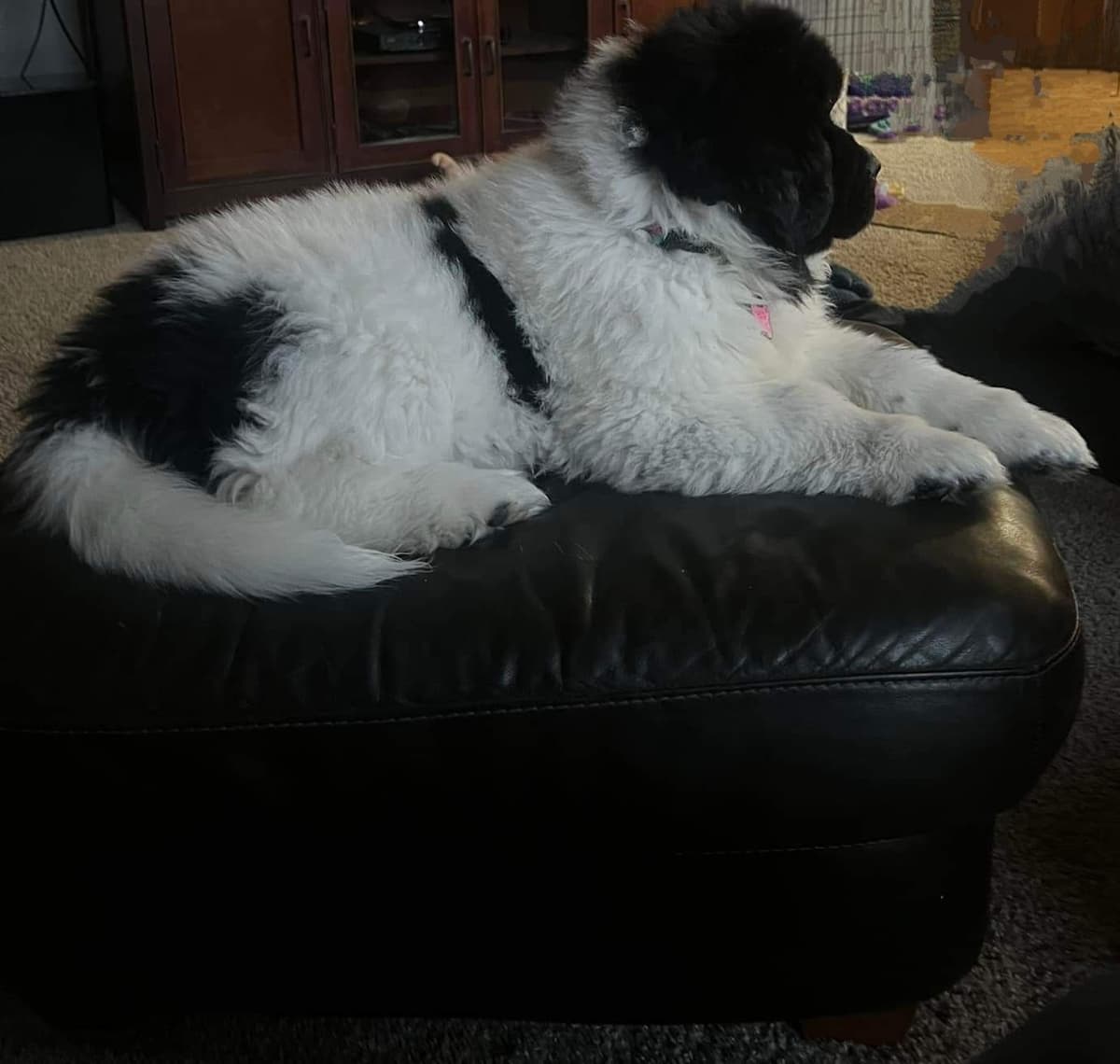 Newfoundland Puppies breeder image 5