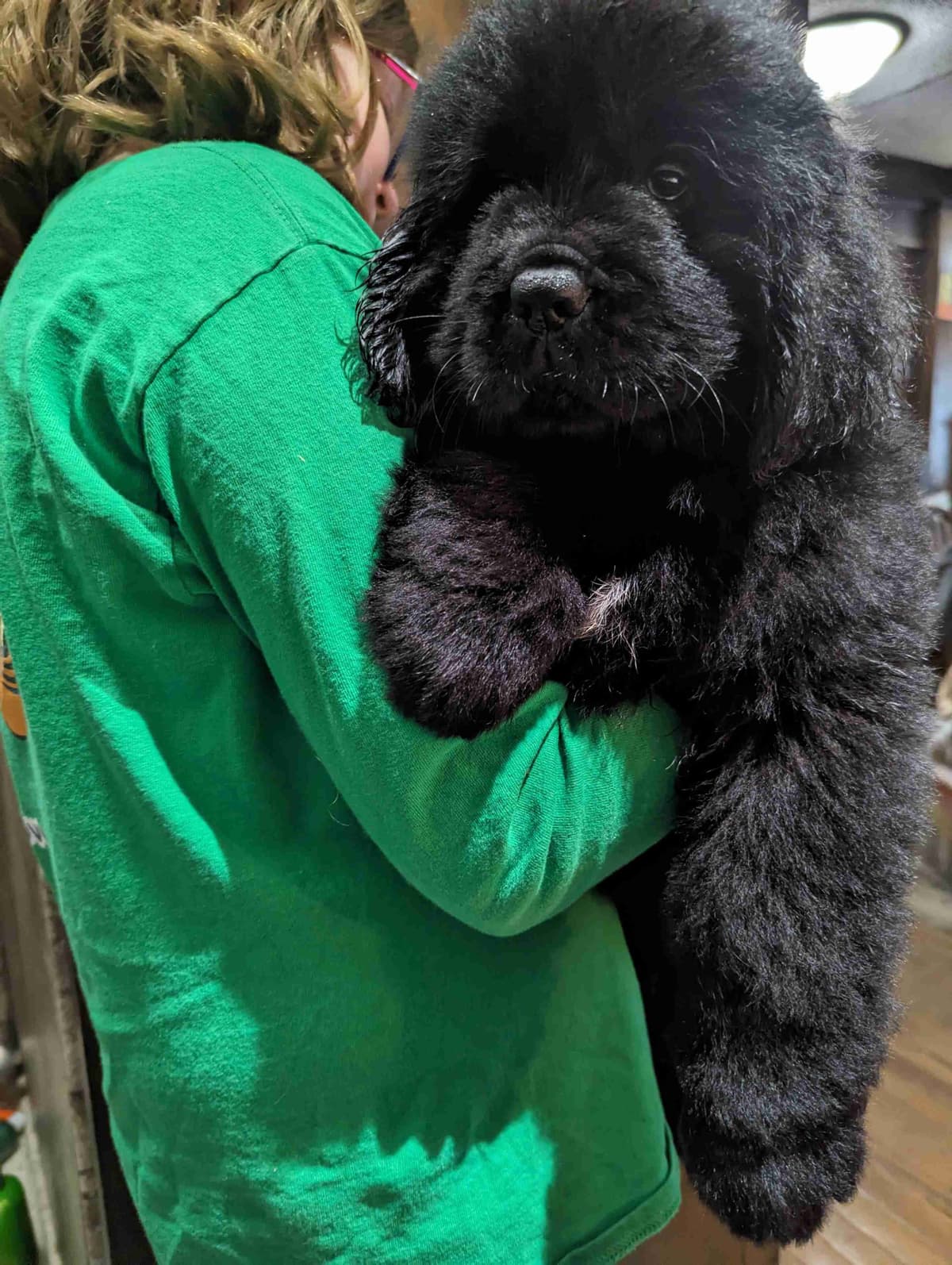 Newfoundland Puppies breeder image 6