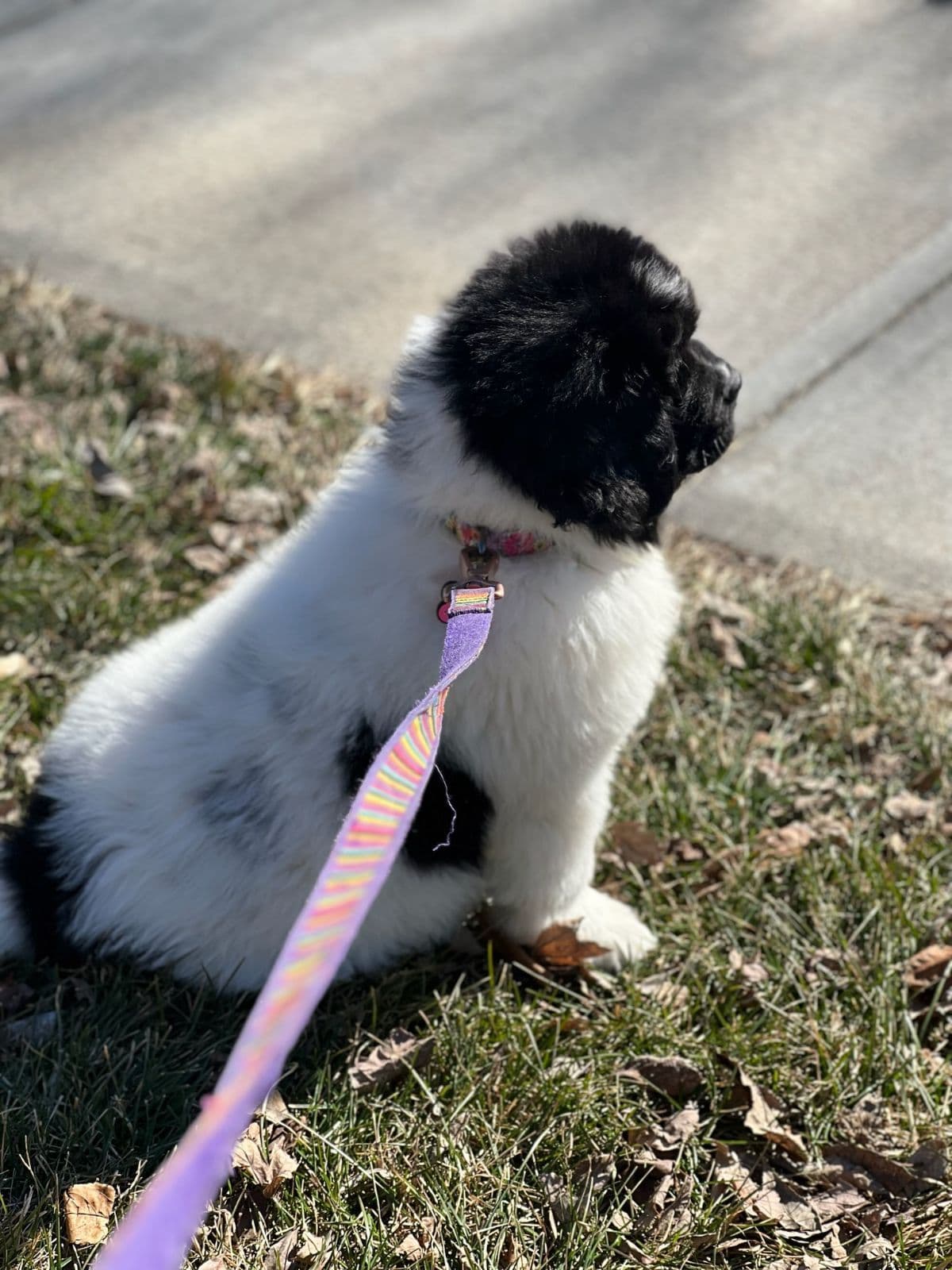 Newfoundland Puppies breeder image 7