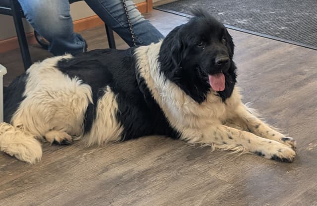 Newfoundland Puppies media 2