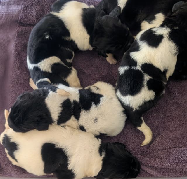 Newfoundland Puppies media 3