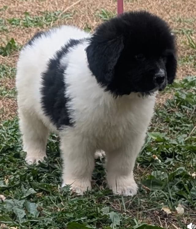 Newfoundland Puppies media 5