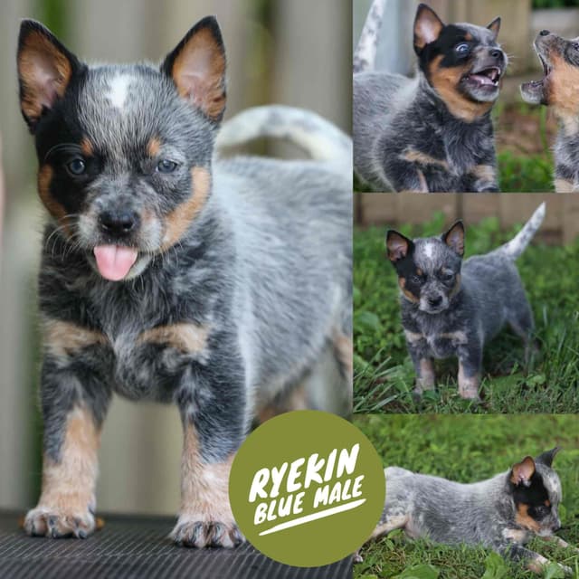 Australian Cattle Dog Puppies media 2
