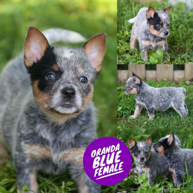 Australian Cattle Dog Puppies media 3