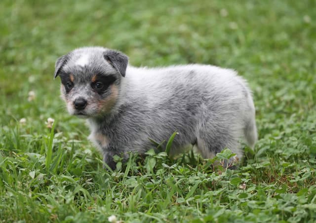 Australian Cattle Dog Puppies media 2