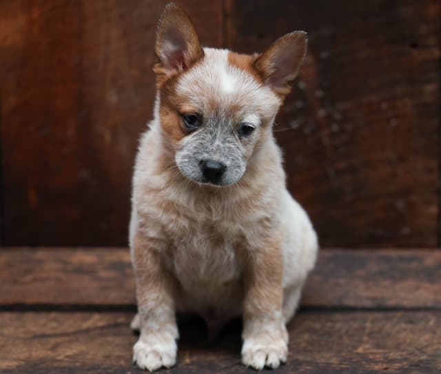 Australian Cattle Dog Puppies media 2