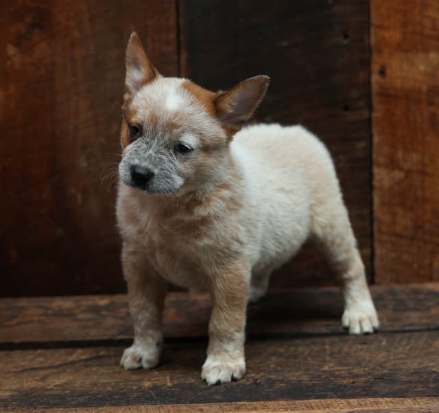 Australian Cattle Dog Puppies media 3