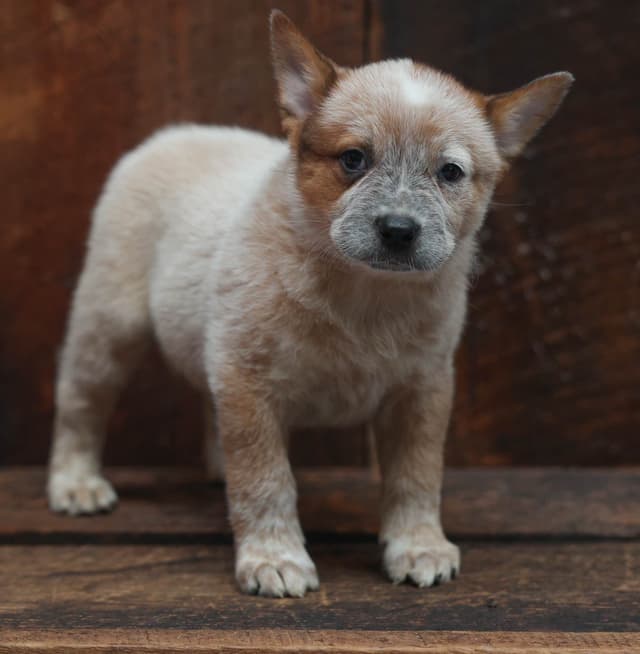 Australian Cattle Dog Puppies media 4