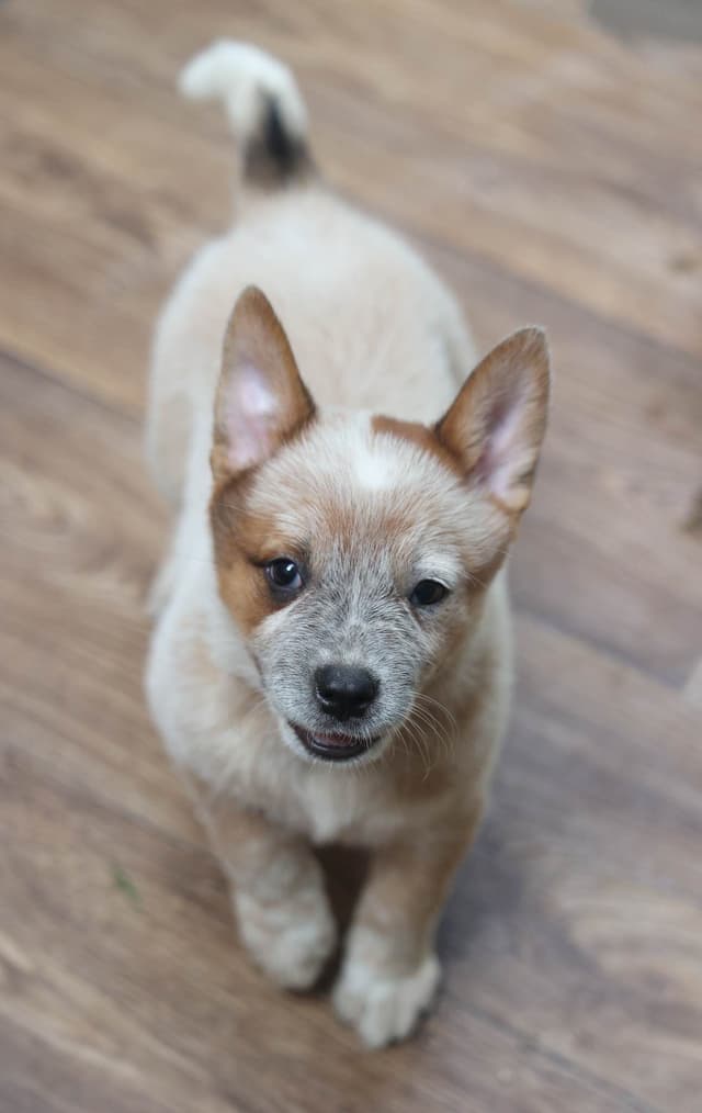 Australian Cattle Dog Puppies media 5