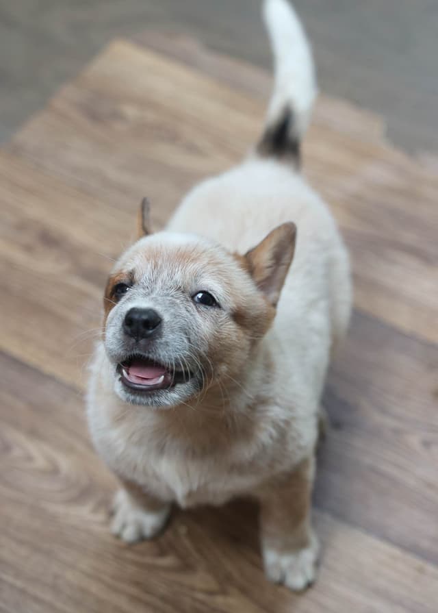Australian Cattle Dog Puppies media 6