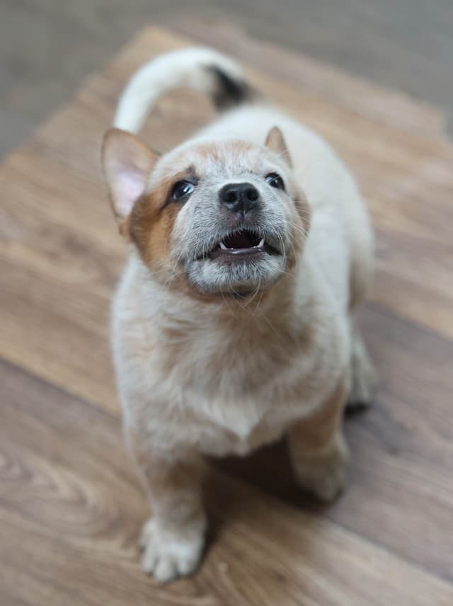 Australian Cattle Dog Puppies media 7