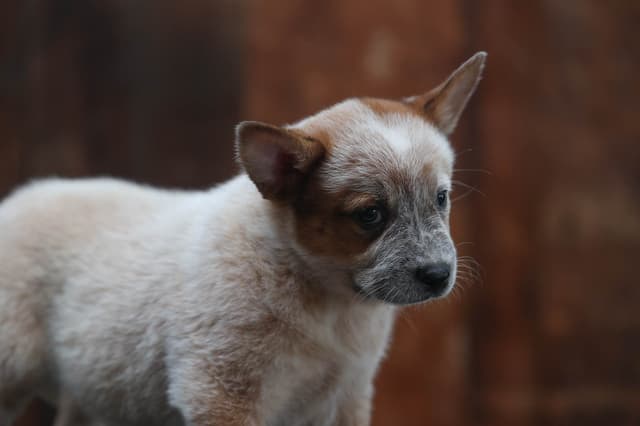 Australian Cattle Dog Puppies media 8