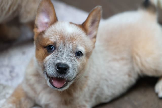 Australian Cattle Dog Puppies media 10