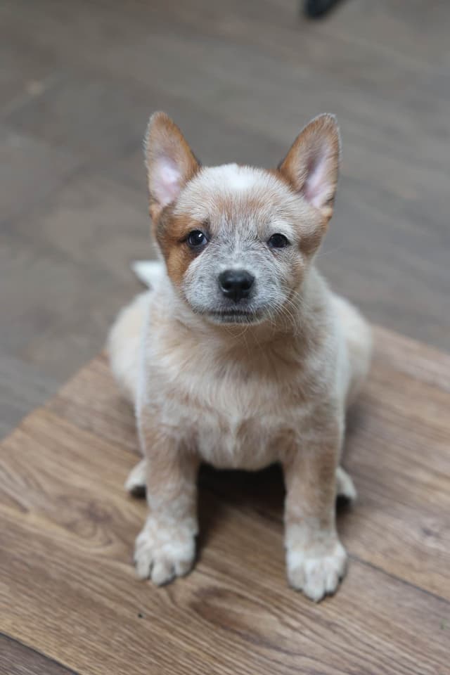 Australian Cattle Dog Puppies media 11