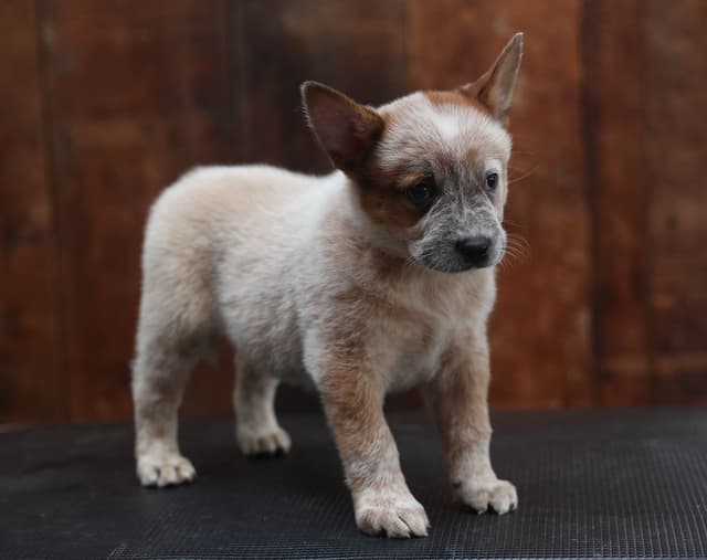 Australian Cattle Dog Puppies media 9