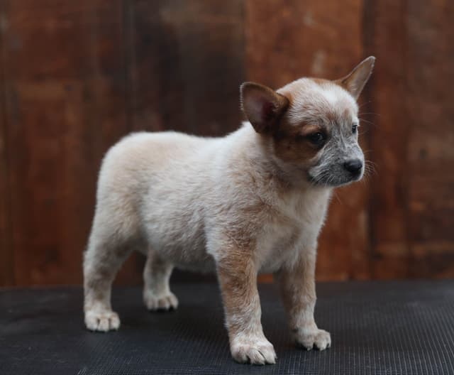 Australian Cattle Dog Puppies media 12