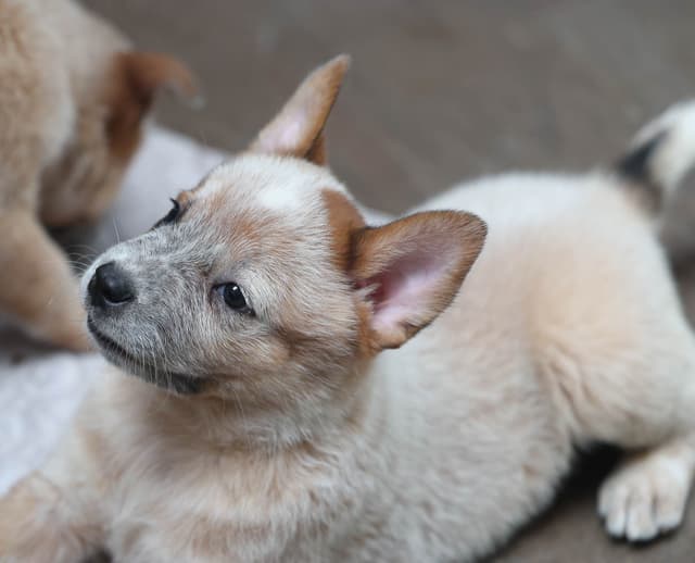 Australian Cattle Dog Puppies media 13