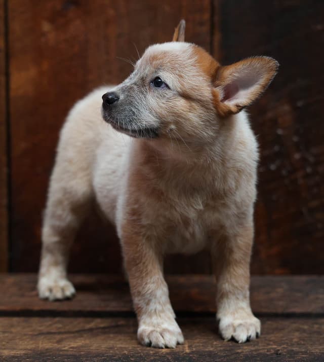 Australian Cattle Dog Puppies media 14