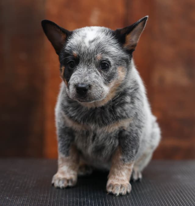 Australian Cattle Dog Puppies media 17