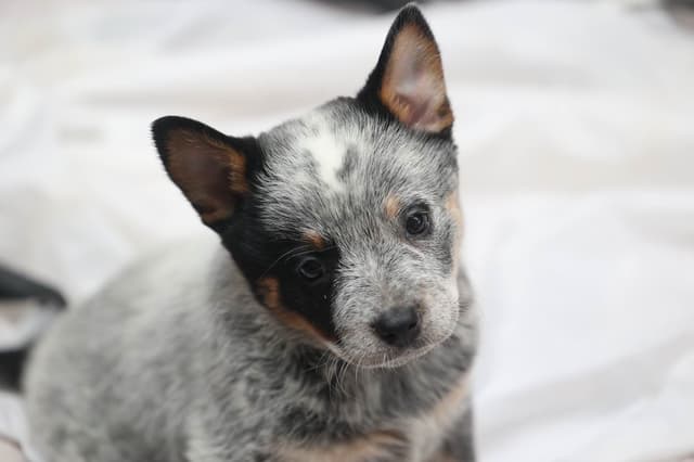 Australian Cattle Dog Puppies media 19