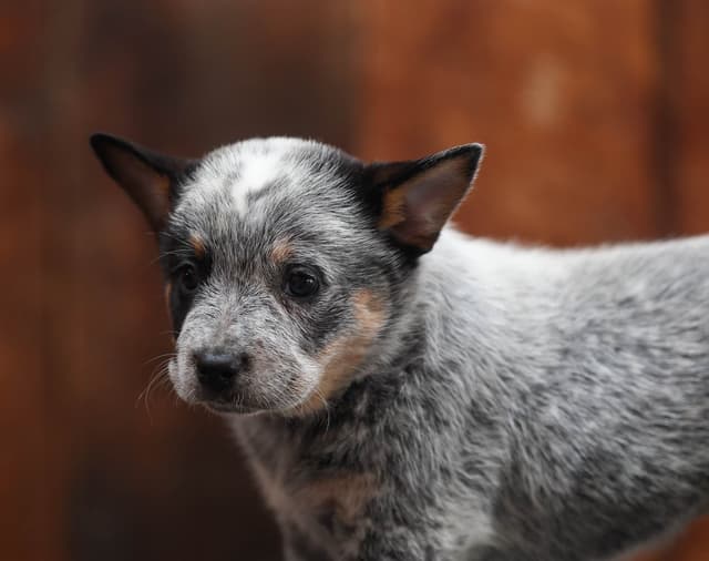 Australian Cattle Dog Puppies media 18