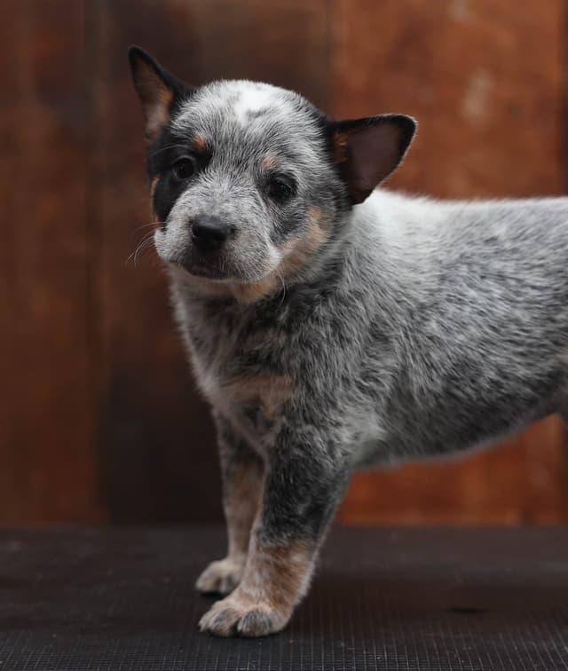 Australian Cattle Dog Puppies media 20
