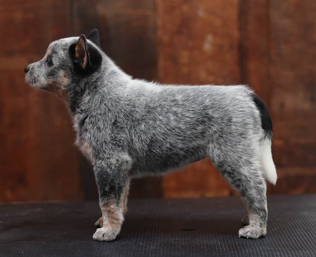 Australian Cattle Dog Puppies media 21