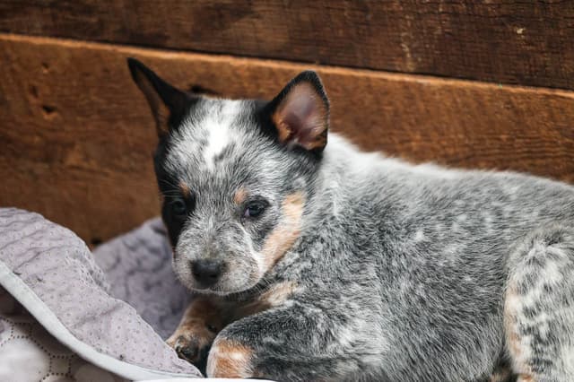 Australian Cattle Dog Puppies media 22
