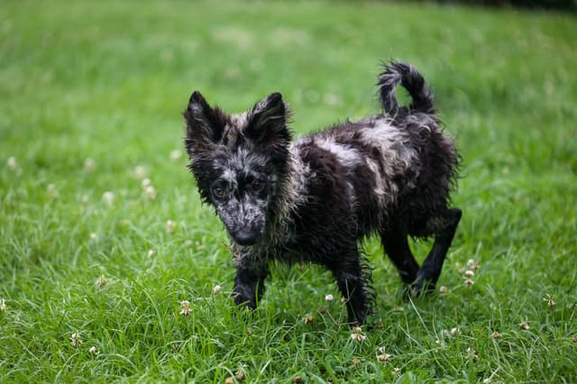 Mudi Puppies media 3