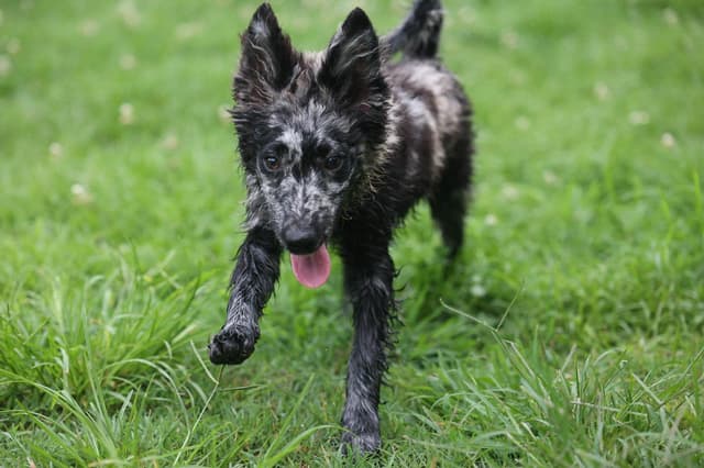 Mudi Puppies media 5