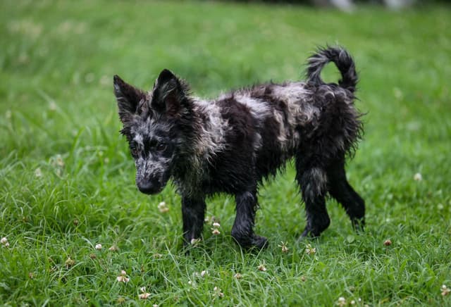 Mudi Puppies media 6