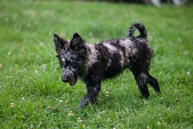 Mudi Puppies media 7