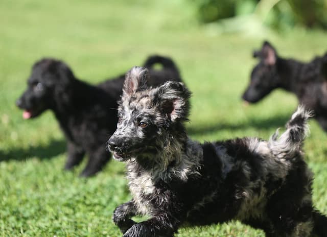 Mudi Puppies media 8