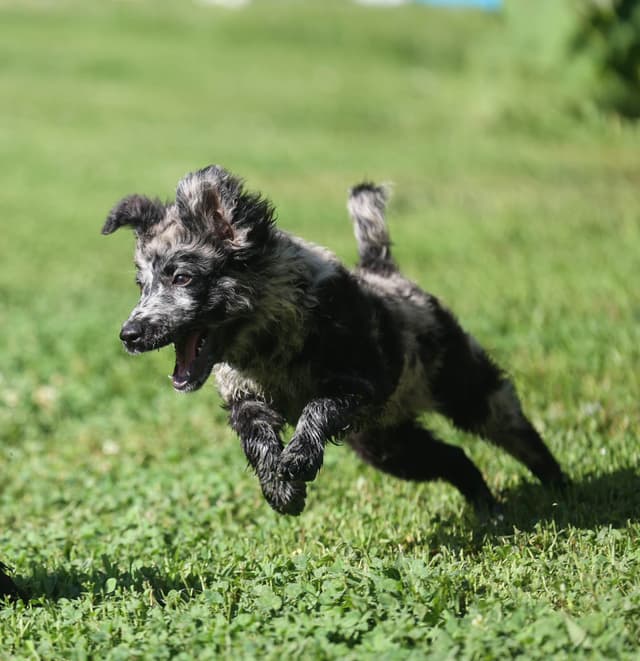 Mudi Puppies media 2