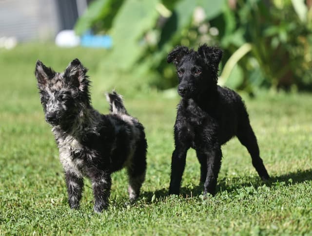 Mudi Puppies media 9