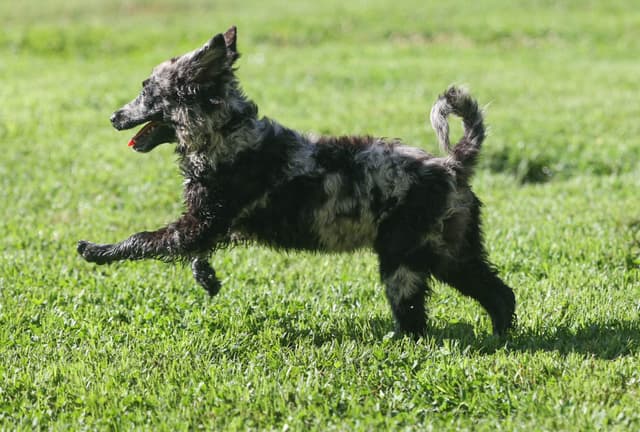 Mudi Puppies media 10