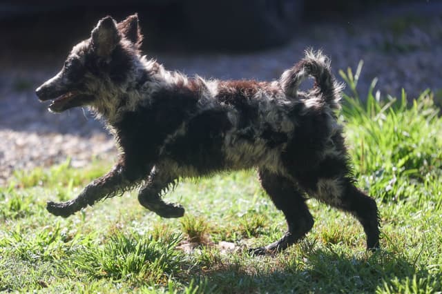 Mudi Puppies media 11