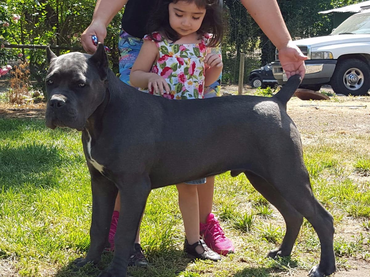 Cane Corso CHAMPION SIRED breeder image 1