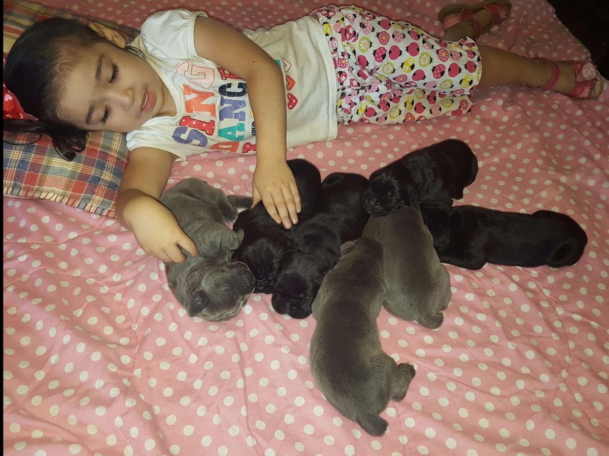 Cane Corso CHAMPION SIRED breeder image 2