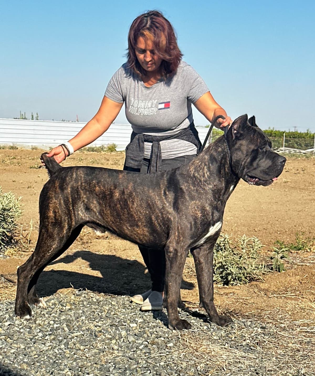 Cane Corso CHAMPION SIRED breeder image 3