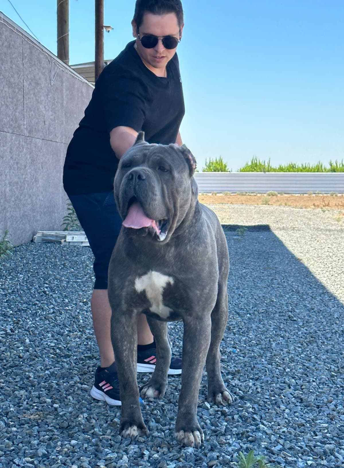 Cane Corso CHAMPION SIRED breeder image 4